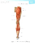 Sobotta  Atlas of Human Anatomy  Trunk, Viscera,Lower Limb Volume2 2006, page 316